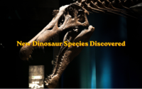 New Dinosaur Species Discovered